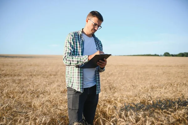 Farmář Stojí Svém Pěstitelském Pšeničném Poli Zkoumá Plodiny Setí — Stock fotografie