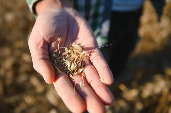 Farmer Inspecting Wheat Field — 스톡 사진