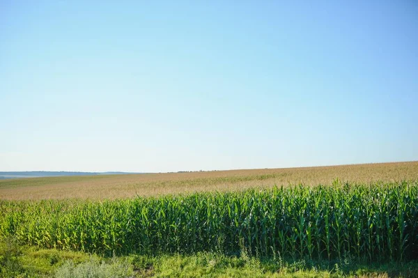 Grünes Feld Mit Jungem Mais Sonnenlicht — Stockfoto