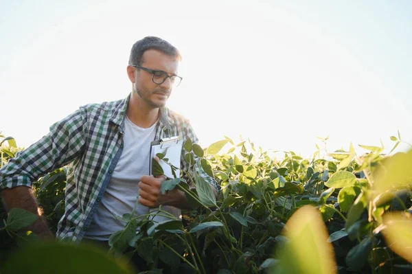 Young agronomist in the soy field and examining crops before harvesting. Agribusiness concept. agricultural engineer standing in a soy field