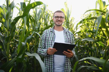 Mısır tarlasında genç ve yakışıklı tarım uzmanı hasat etmeden önce ekinleri inceliyor. Tarım sektörü konsepti. Mısır tarlasında duran tarım mühendisi