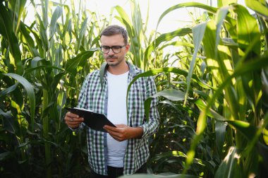 Mısır tarlasında genç ve yakışıklı tarım uzmanı hasat etmeden önce ekinleri inceliyor. Tarım sektörü konsepti. Mısır tarlasında duran tarım mühendisi