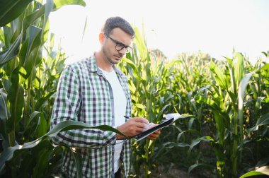 Çiftçi tarlasında mısır teftişi yapıyor..