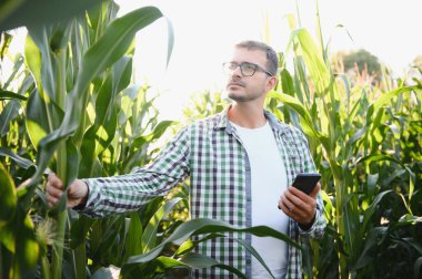 Mısır tarlasında genç ve yakışıklı tarım uzmanı hasat etmeden önce ekinleri inceliyor. Tarım sektörü konsepti. Mısır tarlasında duran tarım mühendisi