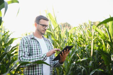 A young agronomist examines corn on agricultural land. Farmer in a corn field on a sunny day.