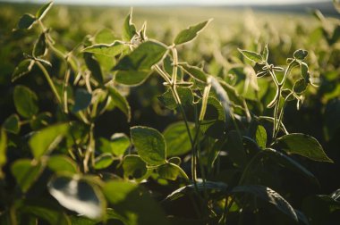 Dramatic landscape at sunset. Soybean lit by sunrays. Selective focus on detail
