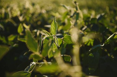 Dramatic landscape at sunset. Soybean lit by sunrays. Selective focus on detail