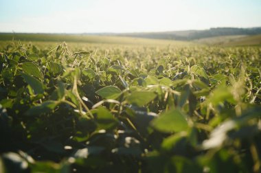Sabah erken saatlerde soya tarlası. Soya tarım