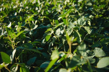 Sabah erken saatlerde soya tarlası. Soya tarım