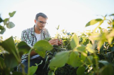 Young agronomist in the soy field and examining crops before harvesting. Agribusiness concept. agricultural engineer standing in a soy field