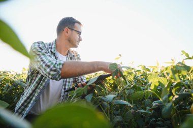 Soya tarlasında genç bir çiftçi.