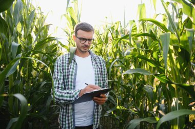 A young agronomist examines corn on agricultural land. Farmer in a corn field on a sunny day.
