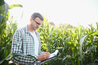 Mısır tarlasında genç ve yakışıklı tarım uzmanı hasat etmeden önce ekinleri inceliyor. Tarım sektörü konsepti. Mısır tarlasında duran tarım mühendisi