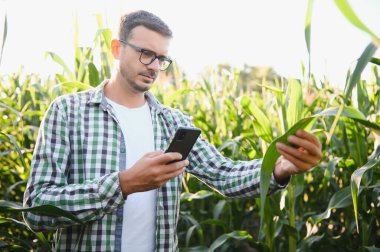 Mısır tarlasında genç ve yakışıklı tarım uzmanı hasat etmeden önce ekinleri inceliyor. Tarım sektörü konsepti. Mısır tarlasında duran tarım mühendisi