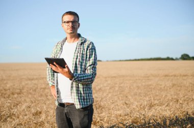 Çiftçi büyüyen buğday tarlasında duruyor. Ekinleri ektikten sonra inceliyor.