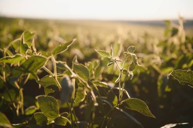 Dramatic landscape at sunset. Soybean lit by sunrays. Selective focus on detail