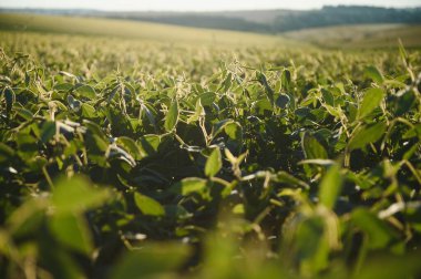 Soya alan ve soya bitkileri erken sabah ışık. Soya tarım.