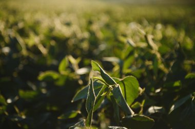 Soya alan ve soya bitkileri erken sabah ışık. Soya tarım.