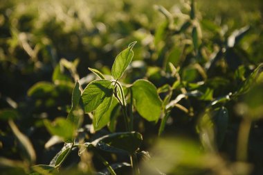 Sabah erken saatlerde soya tarlası. Soya tarım