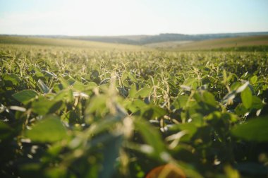 Soya alan ve soya bitkileri erken sabah ışık. Soya tarım.