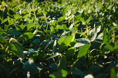 Soya alan ve soya bitkileri erken sabah ışık. Soya tarım.