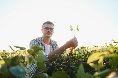 Tarımcı ya da çiftçi soya fasulyesi tarlasını inceliyor.