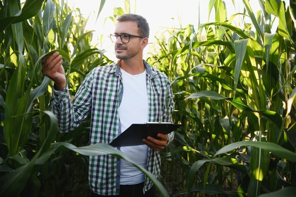Çiftçi tarlasında mısır teftişi yapıyor..