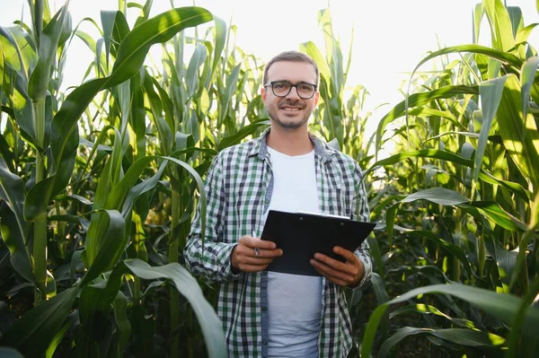 Mısır tarlasında genç ve yakışıklı tarım uzmanı hasat etmeden önce ekinleri inceliyor. Tarım sektörü konsepti. Mısır tarlasında duran tarım mühendisi