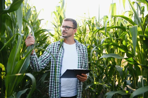 A young agronomist examines corn on agricultural land. Farmer in a corn field on a sunny day.