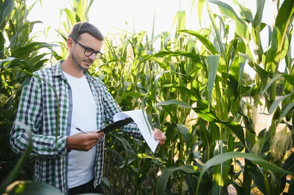 Yong Jóképű Agronómus Kukoricamezőn Termés Vizsgálata Betakarítás Előtt Agribusiness Koncepció — Stock Fotó