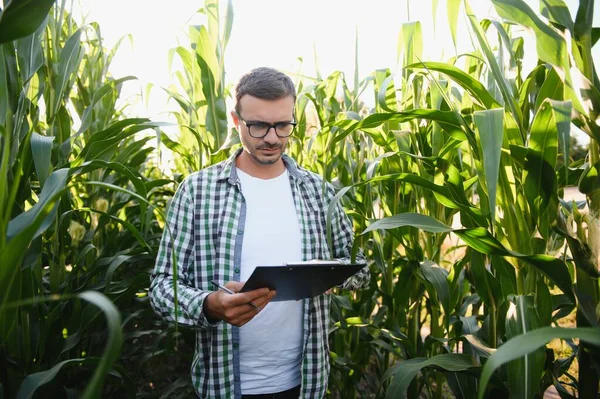 A young agronomist examines corn on agricultural land. Farmer in a corn field on a sunny day.