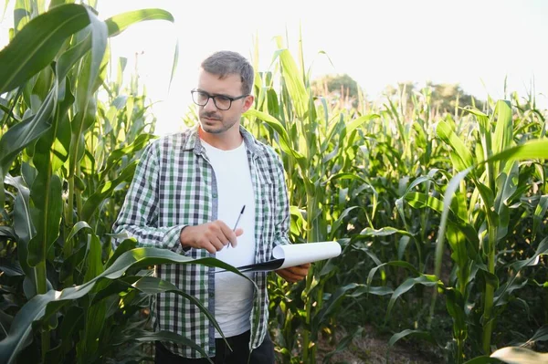 Yong Jóképű Agronómus Kukoricamezőn Termés Vizsgálata Betakarítás Előtt Agribusiness Koncepció — Stock Fotó