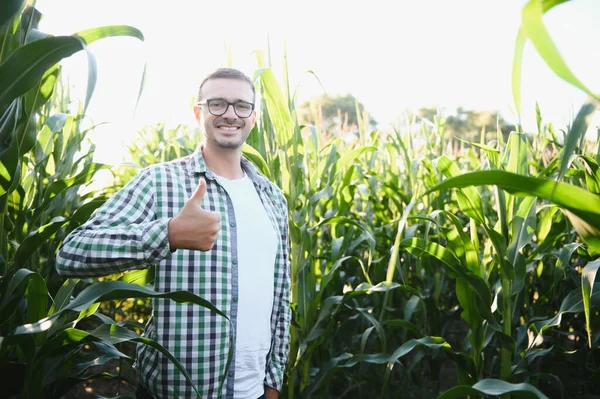 勇英俊的农艺师在玉米田里 收割前检查庄稼 Agribusiness的概念 站在玉米地上的农业工程师 — 图库照片