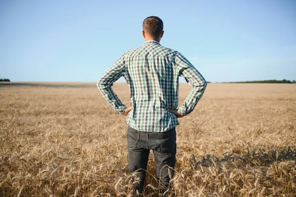 Tahıl alanında genç ziraat mühendisi. Tahıl tarım.