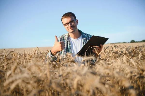 Tahıl Alanında Genç Ziraat Mühendisi Tahıl Tarım — Stok fotoğraf