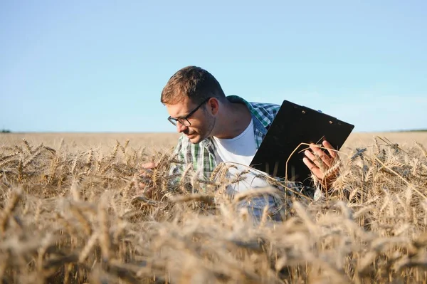 Tahıl Alanında Genç Ziraat Mühendisi Tahıl Tarım — Stok fotoğraf
