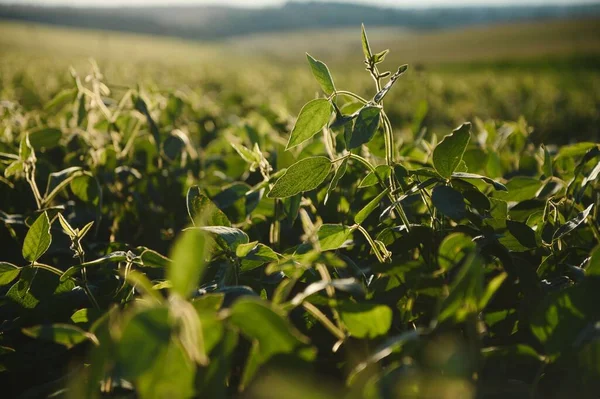 Campo Soja Plantas Soja Início Manhã Agricultura Soja — Fotografia de Stock