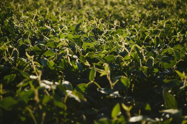 Campo Soja Plantas Soja Início Manhã Agricultura Soja — Fotografia de Stock