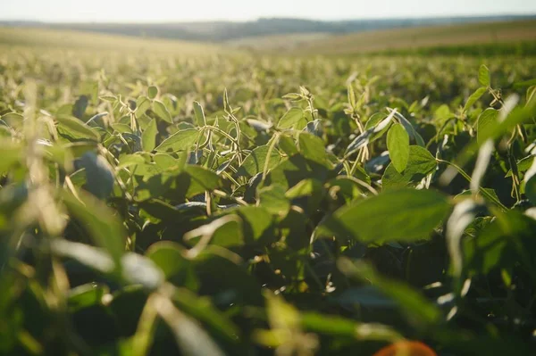 Dramatic landscape at sunset. Soybean lit by sunrays. Selective focus on detail
