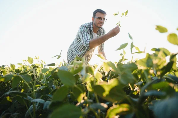 Young agronomist in the soy field and examining crops before harvesting. Agribusiness concept. agricultural engineer standing in a soy field
