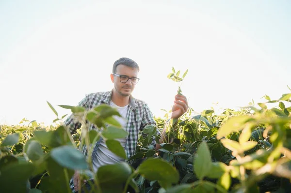 农艺学家或农民研究大豆田里的作物 — 图库照片