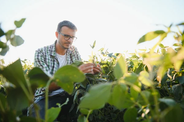Young agronomist in the soy field and examining crops before harvesting. Agribusiness concept. agricultural engineer standing in a soy field