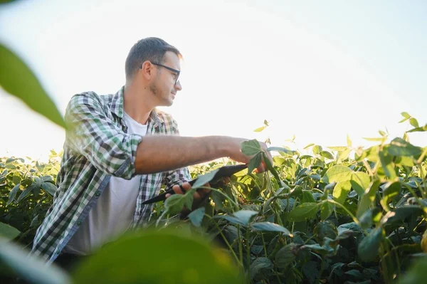 Soya tarlasında genç bir çiftçi.