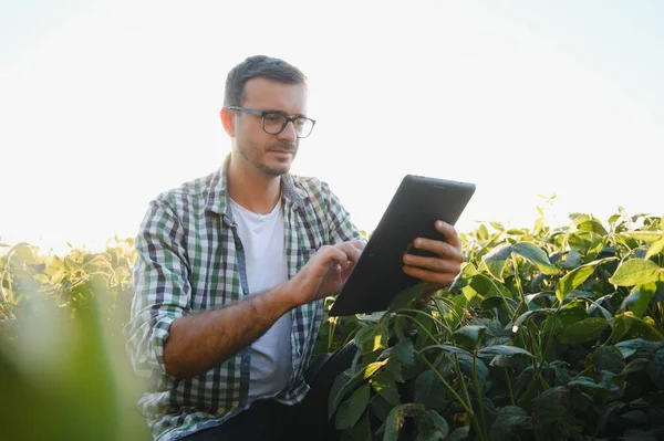 Young Agronomist Soy Field Examining Crops Harvesting Agribusiness Concept Agricultural — Stock Fotó
