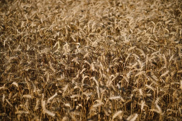 Pšeničné Pole Uši Zlaté Pšenice Krásná Krajina Západu Slunce Pozadí — Stock fotografie