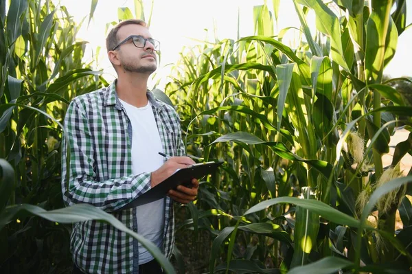 Çiftçi tarlasında mısır teftişi yapıyor..