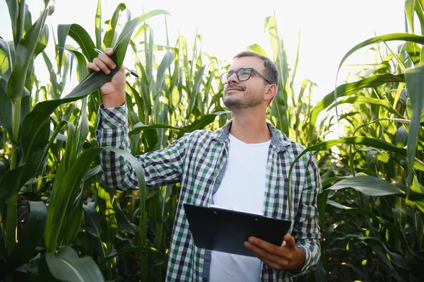 Mısır tarlasında genç ve yakışıklı tarım uzmanı hasat etmeden önce ekinleri inceliyor. Tarım sektörü konsepti. Mısır tarlasında duran tarım mühendisi