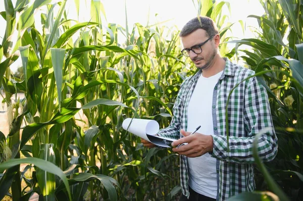 Young Agronomist Examines Corn Agricultural Land Farmer Corn Field Sunny — Stock Fotó