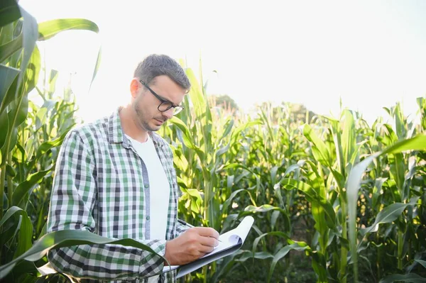 Mısır tarlasında genç ve yakışıklı tarım uzmanı hasat etmeden önce ekinleri inceliyor. Tarım sektörü konsepti. Mısır tarlasında duran tarım mühendisi