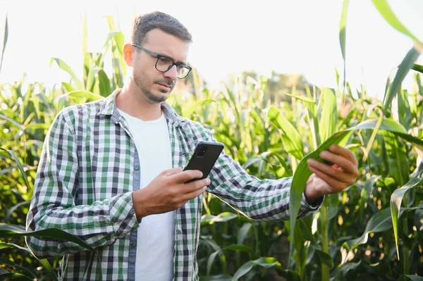Mısır tarlasında genç ve yakışıklı tarım uzmanı hasat etmeden önce ekinleri inceliyor. Tarım sektörü konsepti. Mısır tarlasında duran tarım mühendisi